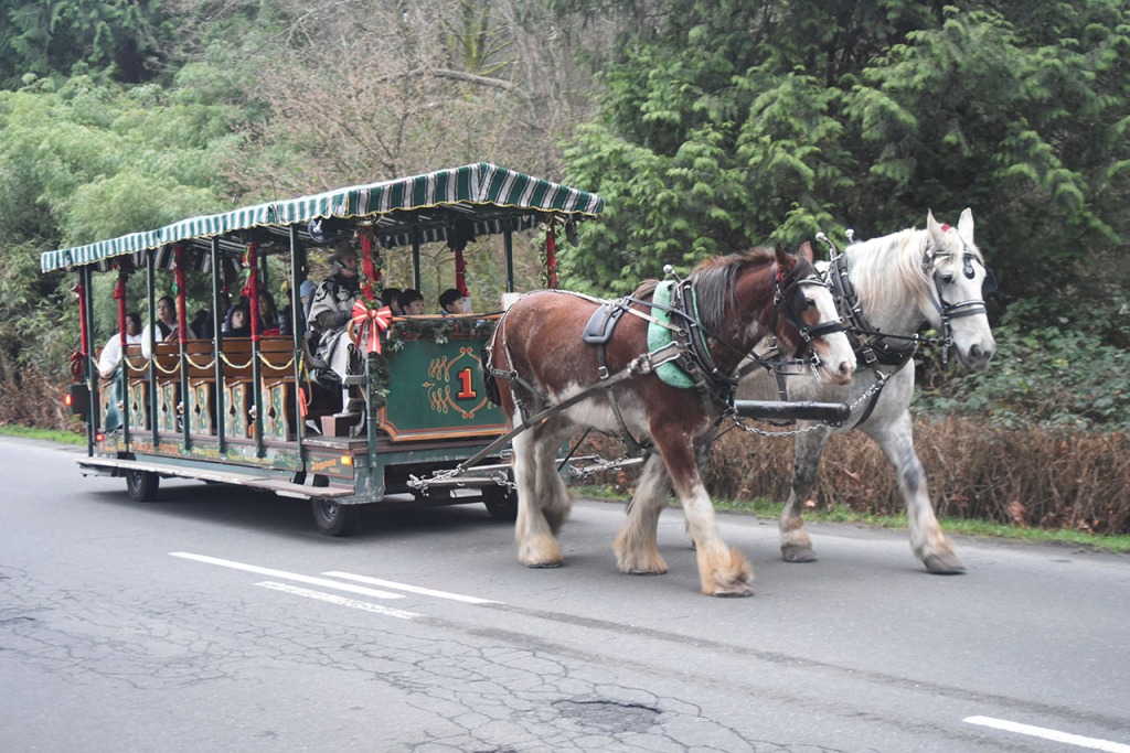 Stanley Park slow moving horse-drawn carriage
